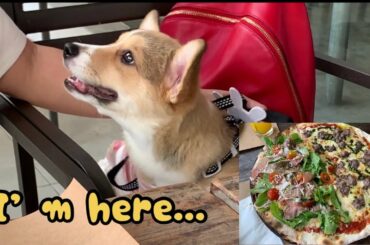 Corgi puppy is disappointed at an Italian restaurant