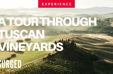 Here are some of the best Italian vineyards | Montepulciano | SURGED