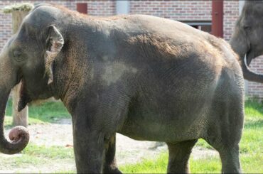 Audubon Supper Club: Dine with the Elephants