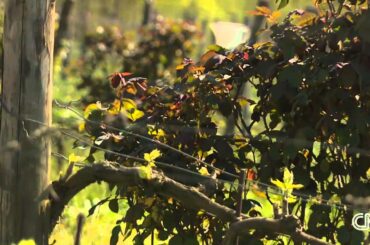 Where Mozart makes wine taste better