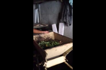 Simple Italian Red Wine Making in Southern Italy