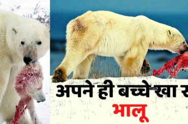 Shocking : Polar bears are killing and eating their own child