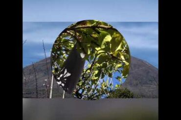 South Italy fresh lemonade from  mount Vesuvio  plus view Capri island and Sorrento coast