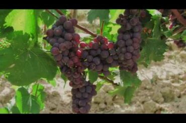 Pinot Grigio Organic 2019 - Col d'Orcia