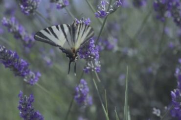 Poderi Borselli: oil & wine estate in Tuscany