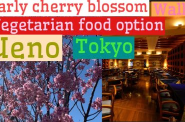 Early cherry blossom walk / Sakura/ vegetarian food option in Ueno/ Tokyo/ Japan