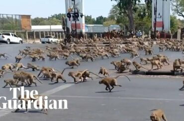 Hungry monkeys brawl over food as coronavirus hits tourism in Thailand