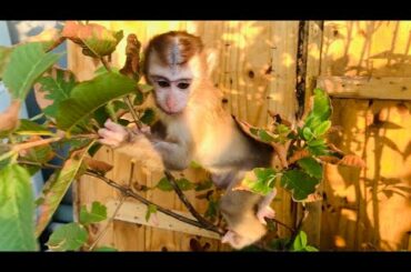 Monkey Boni is visiting the garden and eating fruit at home