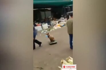 Coronavirus Covid 91 Victims infected Patients  Dying In China,Iran,Spain ,Italy