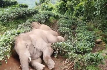 Two elephants collapse after raiding village & drinking 30 litres of wine  - Live News 24