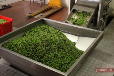 Farm to Table: The Life and Death of an Olive in Lavagna, Italy