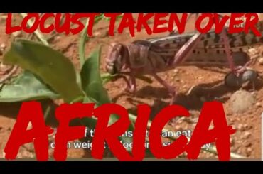2 Billion Locust Taking Over Africa. A Must Watch. They eating entire farms