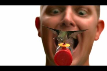 Hummingbirds eating from my mouth (In Slow Motion) - Smarter Every Day 124