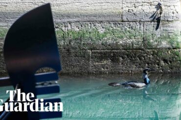 Dolphins and fish: nature moves into spaces left empty by Italian coronavirus quarantine