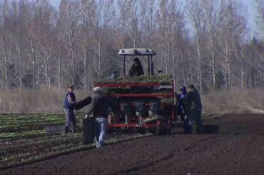 Food industry concerned about seasonal workers being barred entry