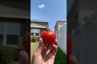 Shrimp Linguine Pasta // Italian Bruschetta Recipe 🍅