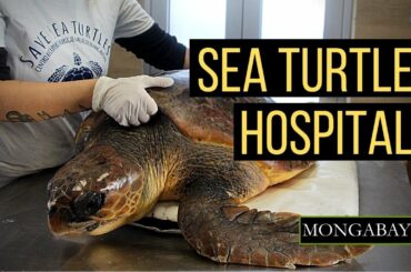 Saving Sea Turtles: Italian turtle hospital releases 3-legged turtle back in the wild