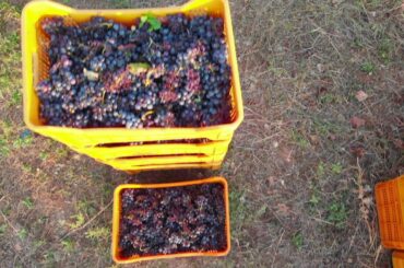 Indiegogo Campaign for Wine-based Television Show.