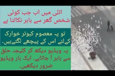 In Italy pigeons are flying for food || Italy main kabtor food k liye insano k pechy ud ry han