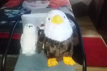 Snowy Owl, Eagle Stuff Animals