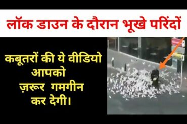 Pigeon in search of food during lockdown in Italy.....