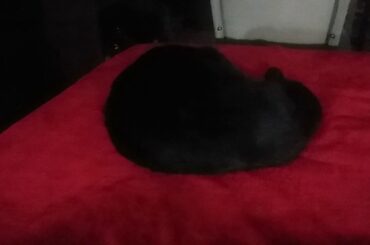Salem Is Sleeping On My red blanket on my bed Again 🐱