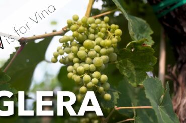 All About Glera - The Grape of Prosecco