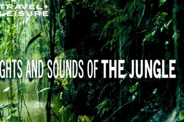 Virtual Escape to the Jungle (ASMR) | Relax with T+L | Travel + Leisure