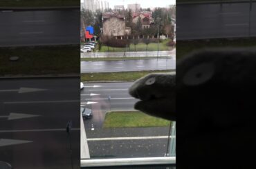 My  Pet Sock Eating Cars