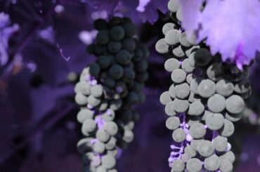 Grapes Farm in Southern Italy (ഇറ്റലിയിലെ മുന്തിരി തോട്ടത്തിലേക്ക് ഒരു യാത്ര പോയാലോ)