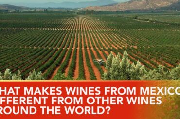 Why Wines From Mexico Are Unlike Any Other Wines In The World