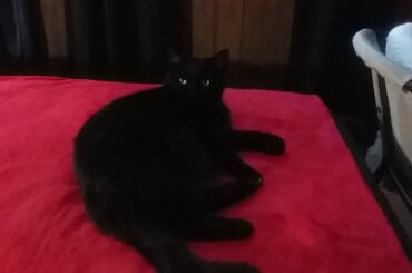 Salem Is on my red blanket on my bed Again 🐱