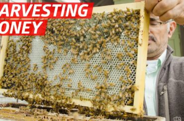 How Khaled Almaghafi Makes Honey From 10 Million Bees in California's Bay Area — First Person