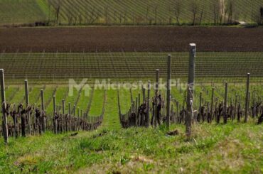 Growing grapes on Italian soil | Stock footage
