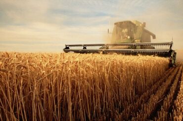 Official says China capable of ensuring food security