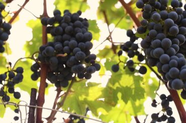 Billionaire Gift - Exclusive Wine Property Intro