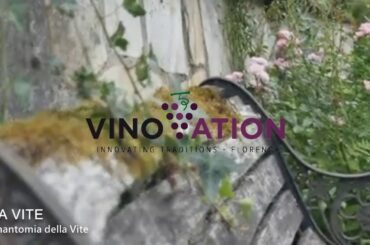 LA VITE - Anatomia della Vite