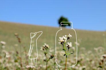 Davines for Biodiversity – Buckwheat Slow Food Presidium