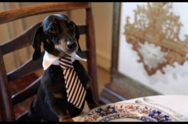 QuarantinEtiquette - Episode 11 - Laying the Dinner Table - #StayHome #WithMe