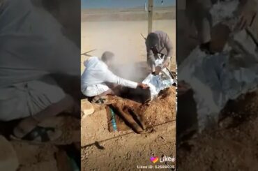 cooked in UAE #Recipes #food