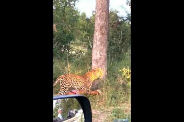 Tiger lunch in forest