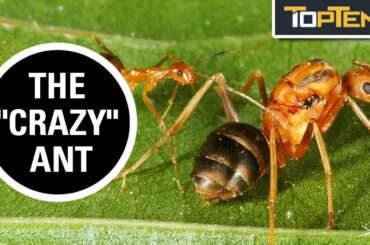 Top 10 Invasive Species That Are Only Invasive Because of Us