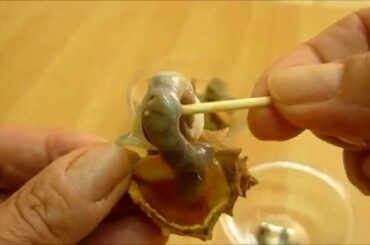 ITALIAN FOOD Sconciglio, murex recipe with spaghetti Молюски