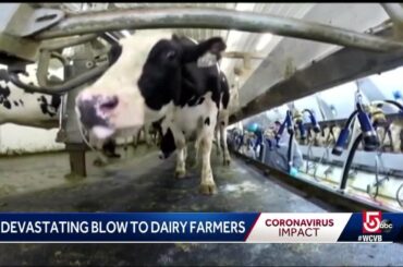 Local dairy farms’ business devastated by school, restaurant closures