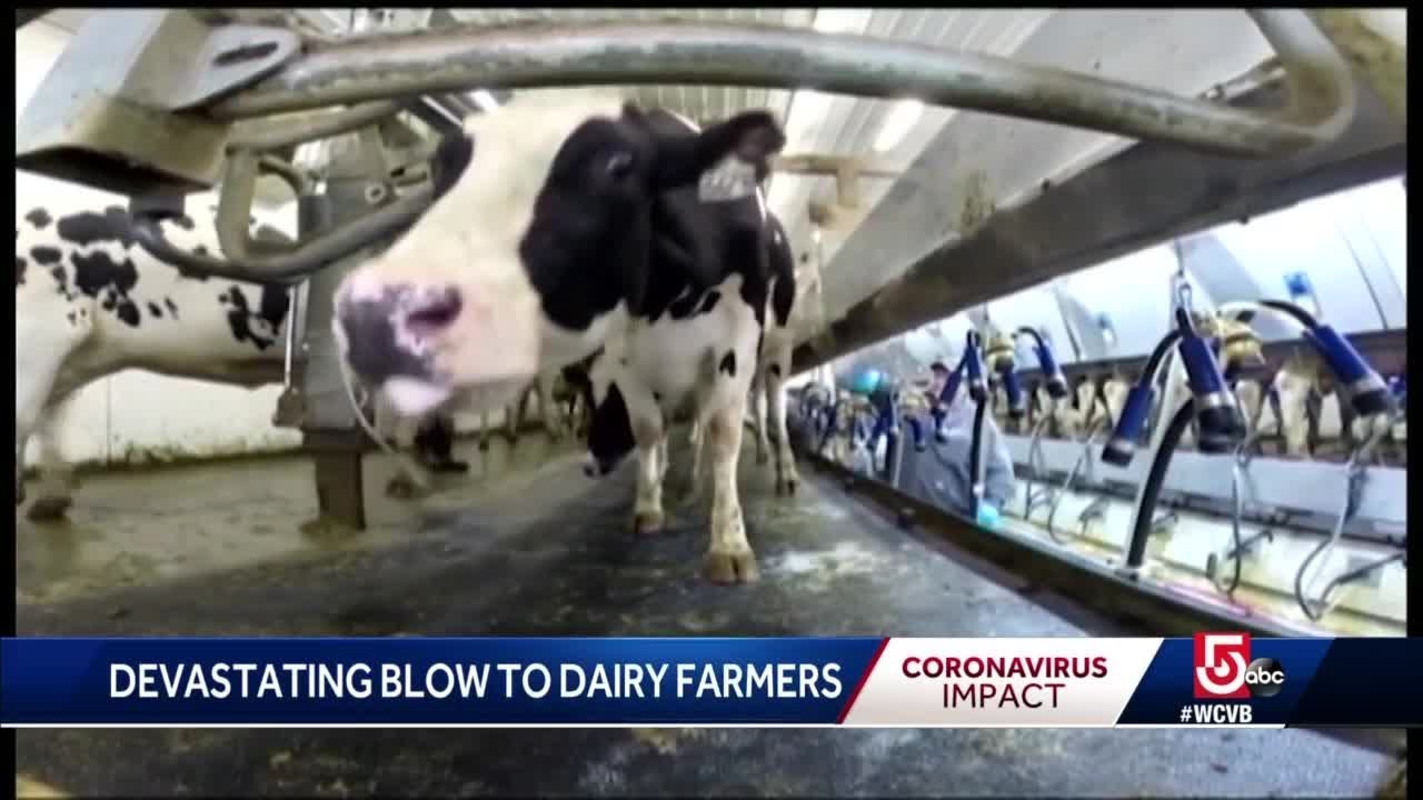 Local dairy farms’ business devastated by school, restaurant closures Local dairy farms’ business devastated by school, restaurant closures