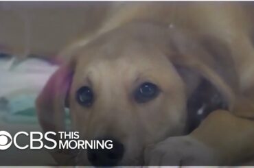 ASPCA sees 70% increase in LA, NYC fosters amid pandemic