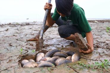 Viral Video| Catch & Cook a lot of Fish in Mud Water Underground on Dry Season |Major Fishing