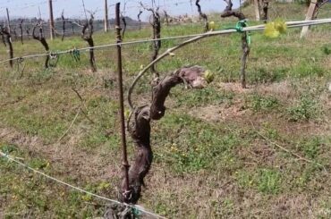 A walk in Emilia Romagna, Italy, through the vineyard and in the upper apricot orchard