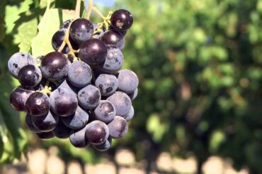 Argiolas Winery in Sardinia