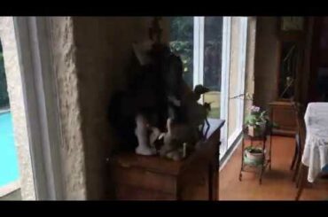 83 Victoria Road, Bellevue Hill ::: Virtual Inspection